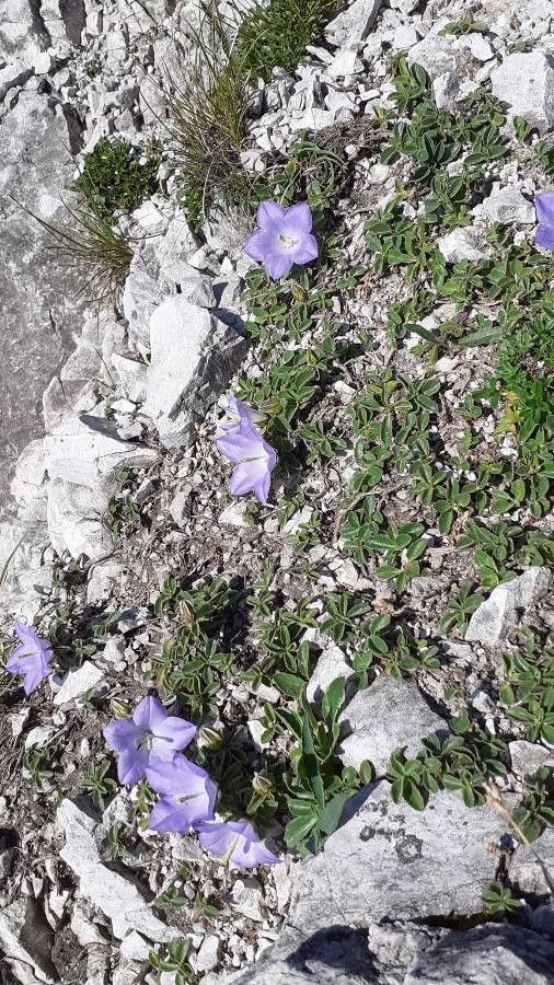 Campanula rainerii habit