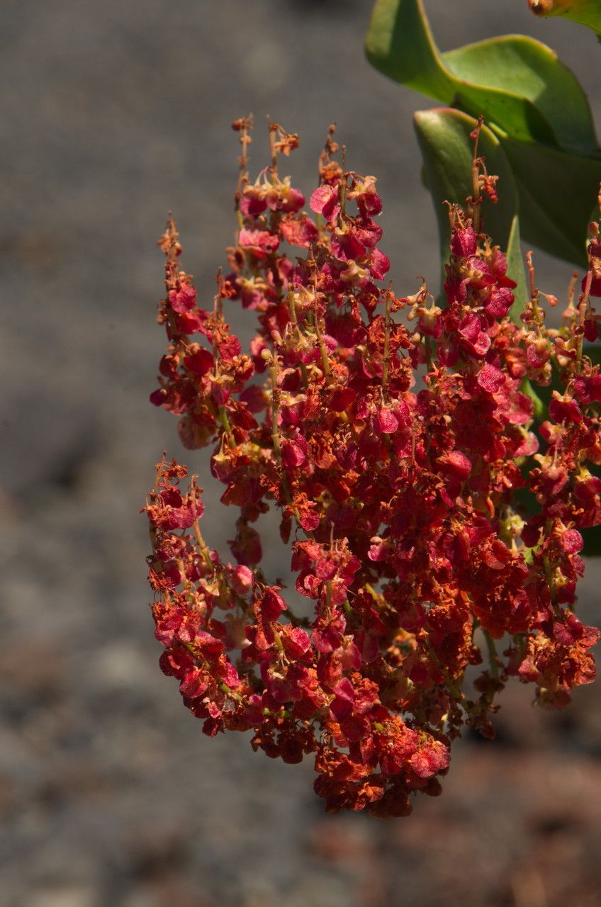 Rumex lunaria fruit