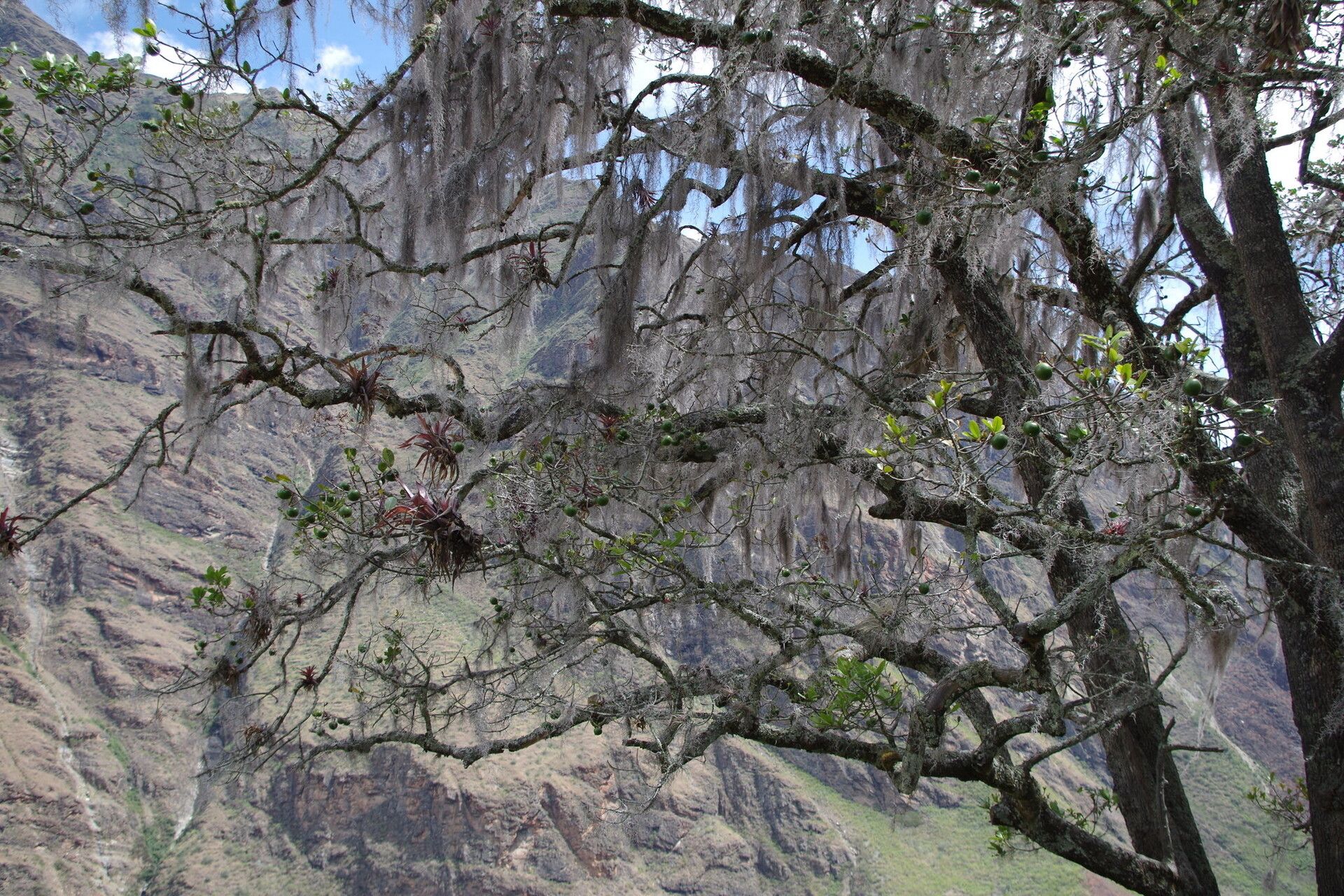 Pouteria procera — houseplant care guide