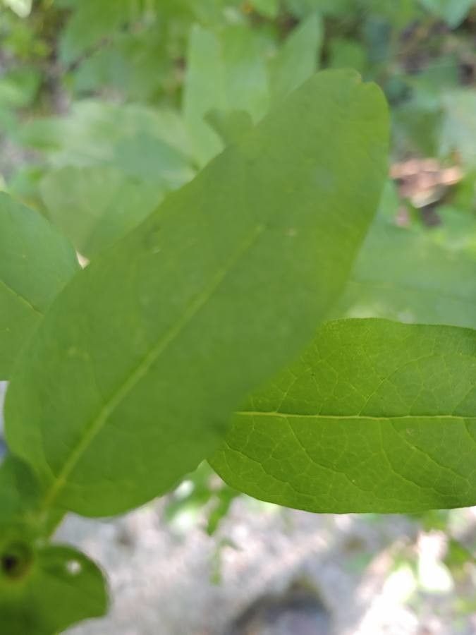Dasistoma macrophylla leaf
