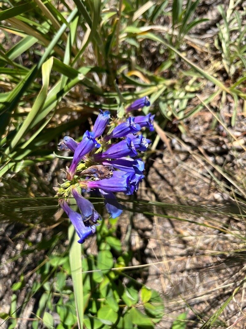 Penstemon speciosus flower