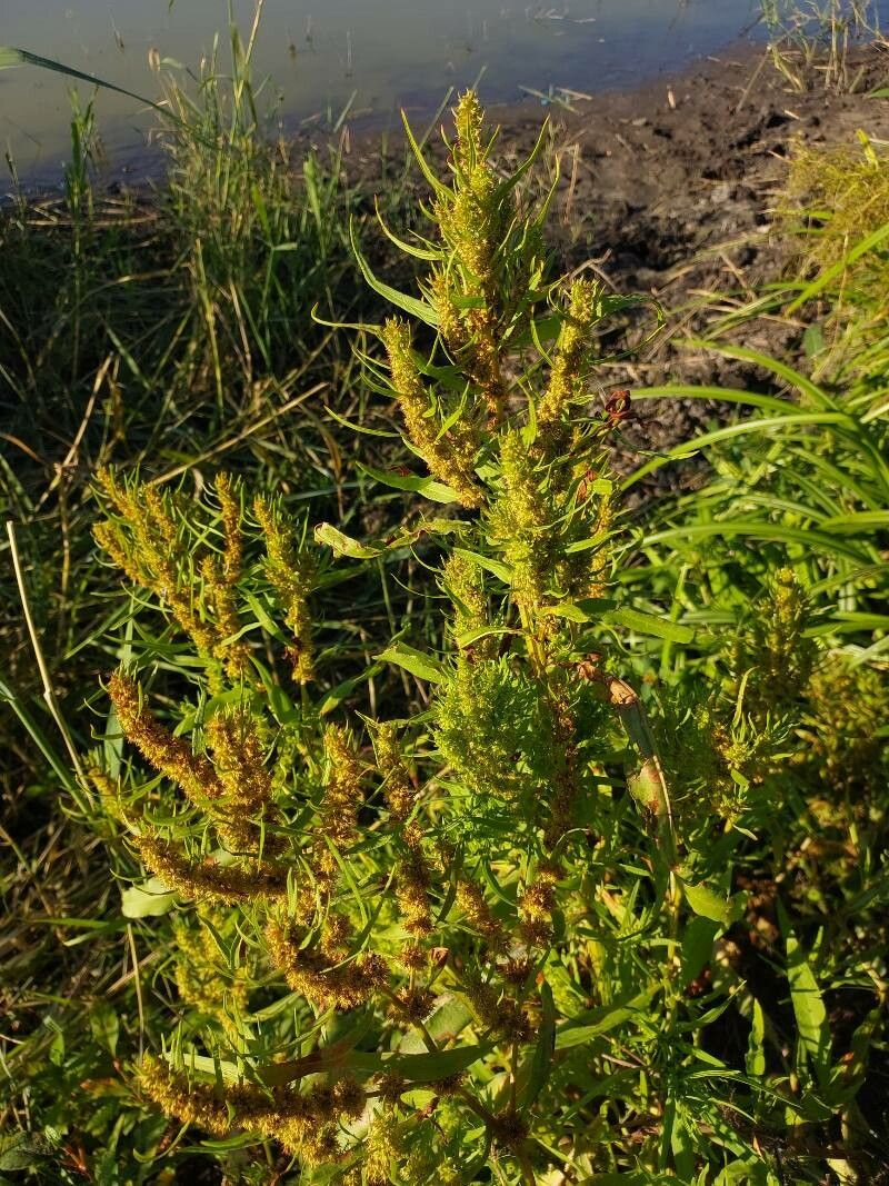 Rumex maritimus leaf