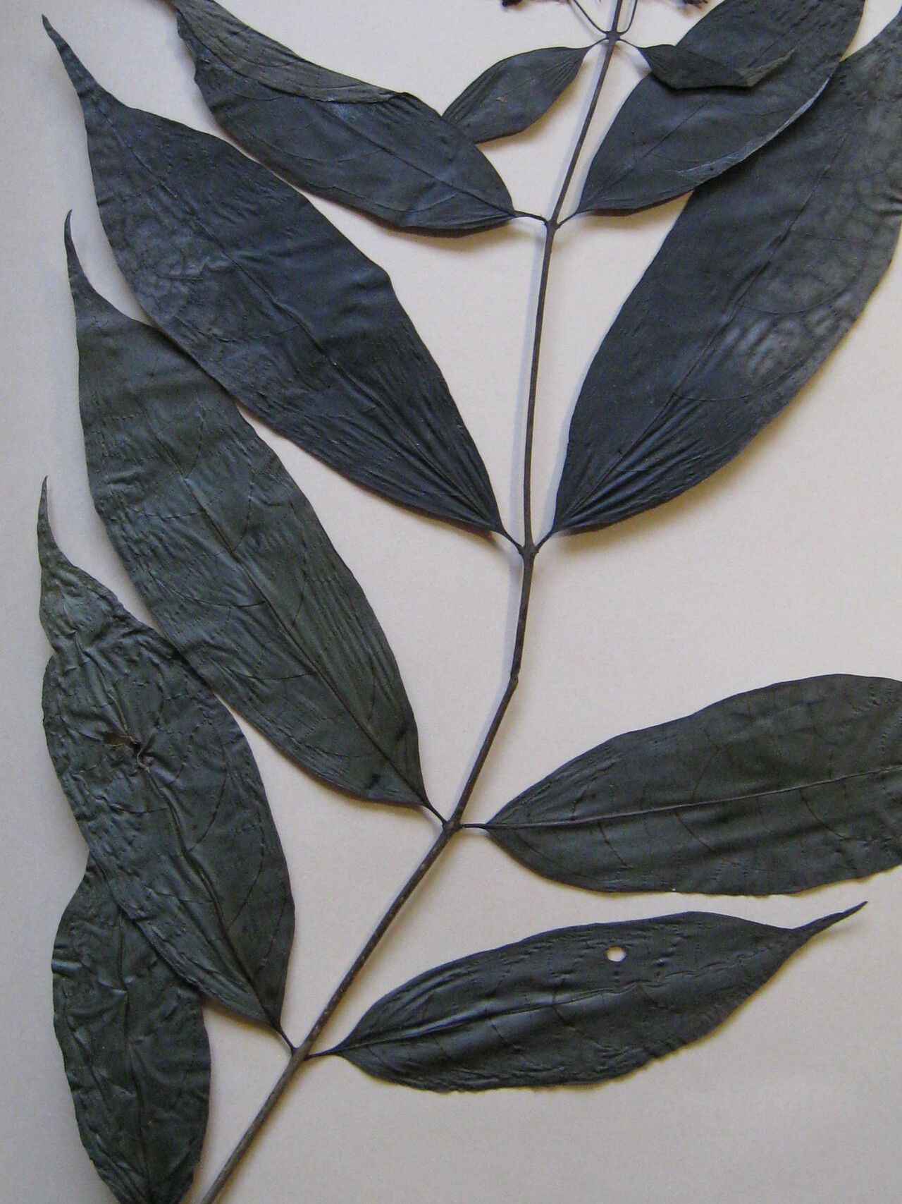 Aegiphila membranacea — houseplant care guide