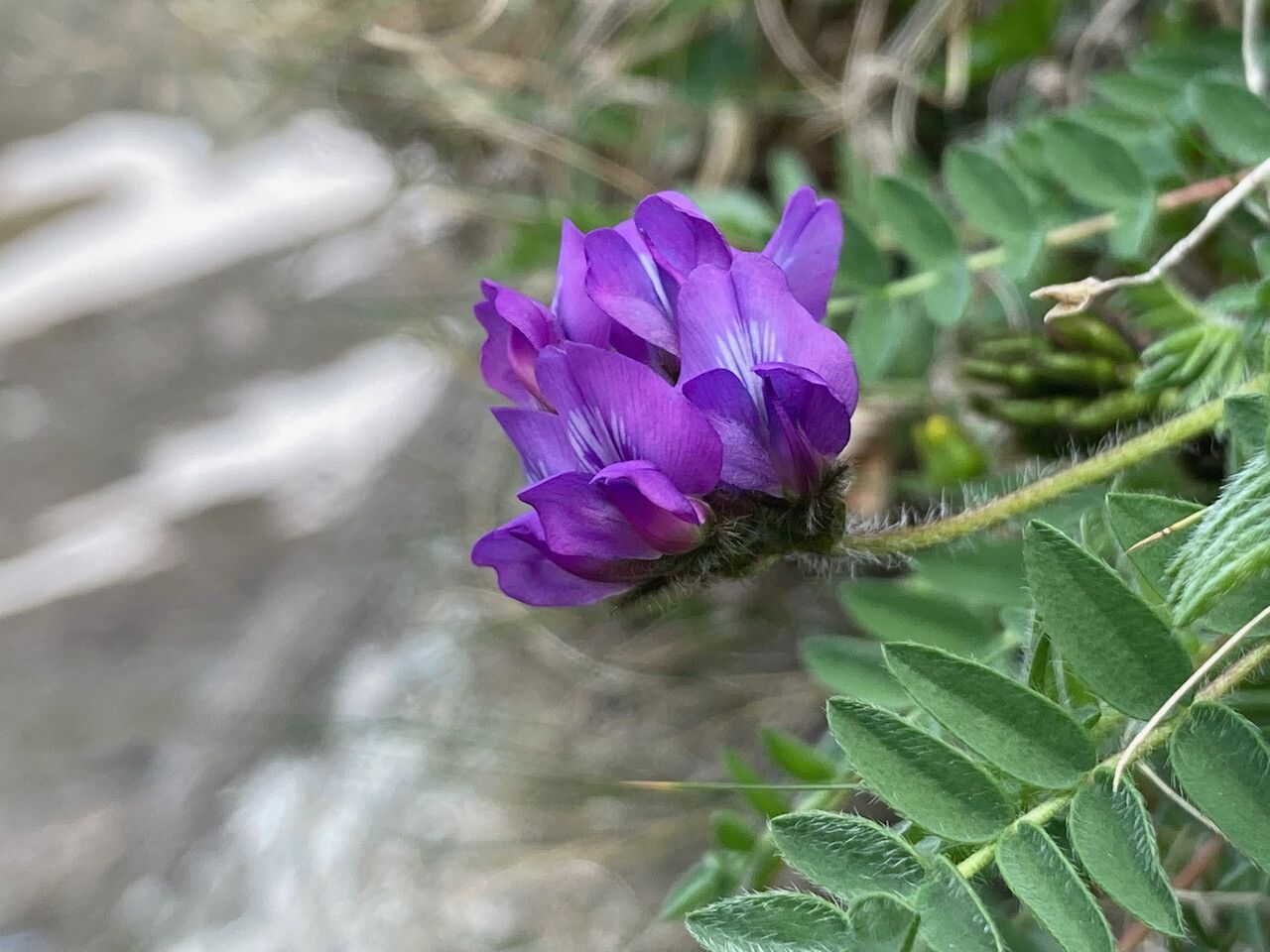 Oxytropis neglecta flower