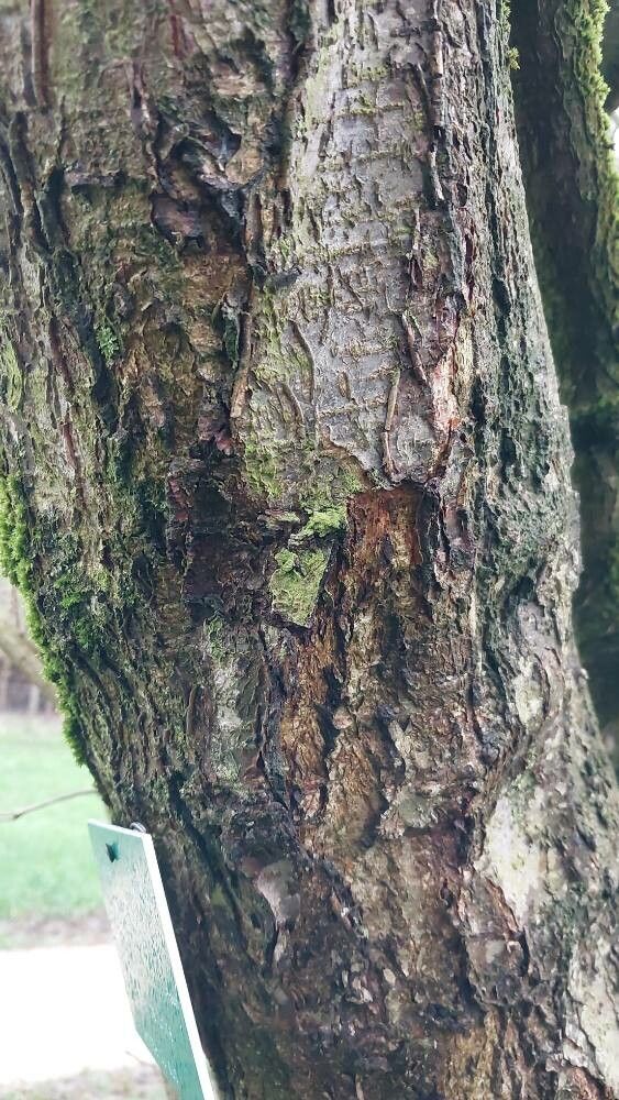 Corylus chinensis bark