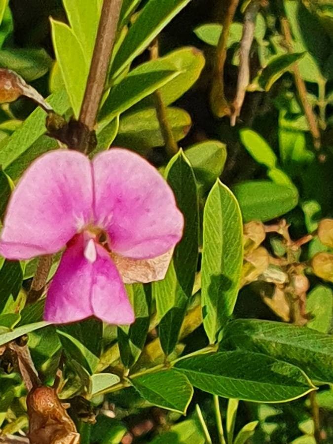 Tephrosia emeroides flower