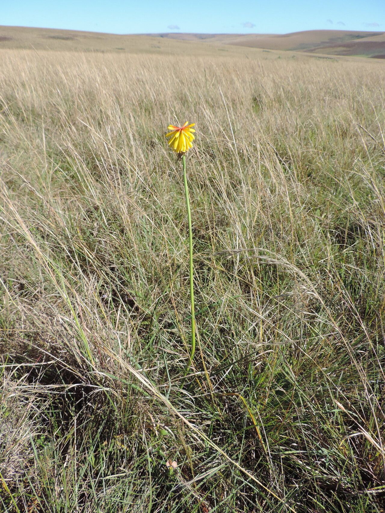 Kniphofia grantii habit