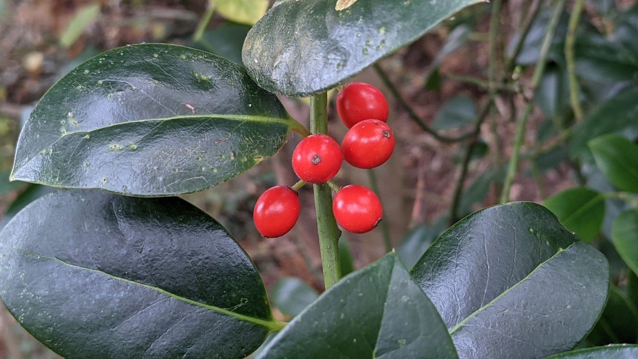 Ilex canariensis fruit