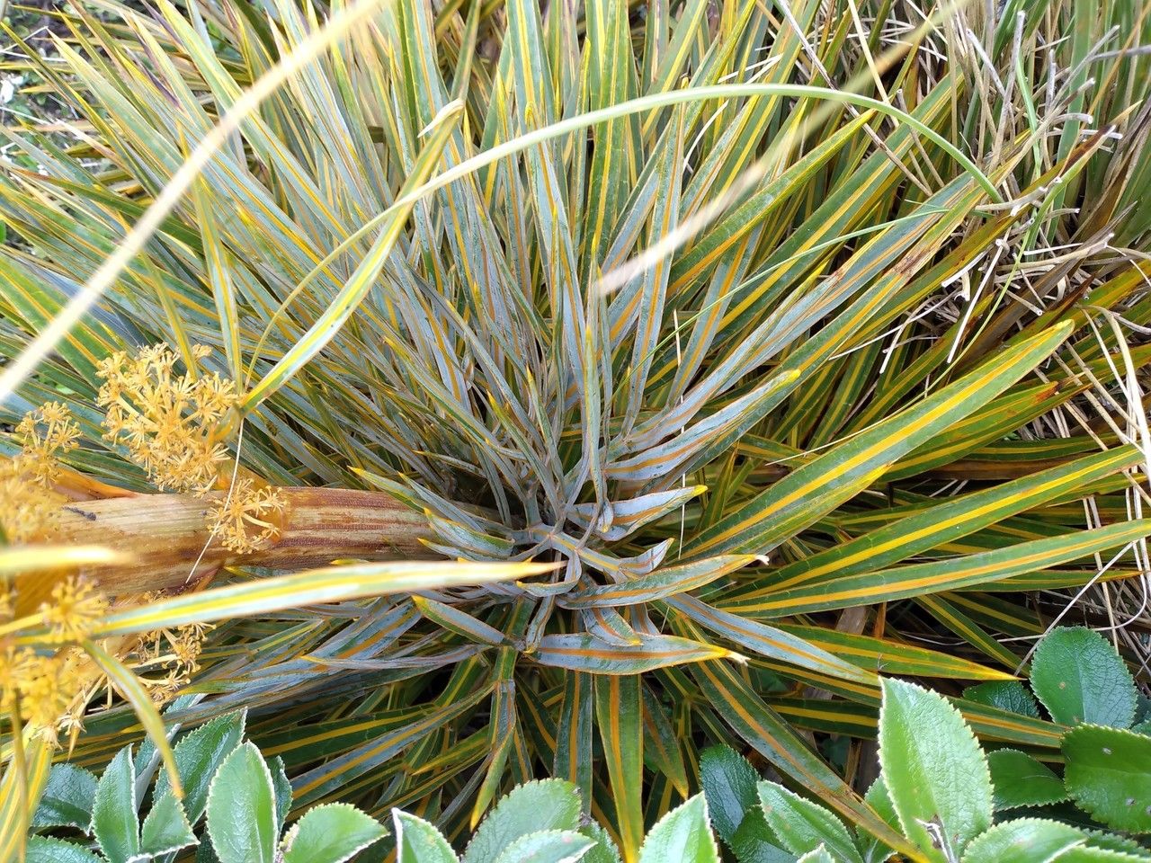 Aciphylla colensoi leaf