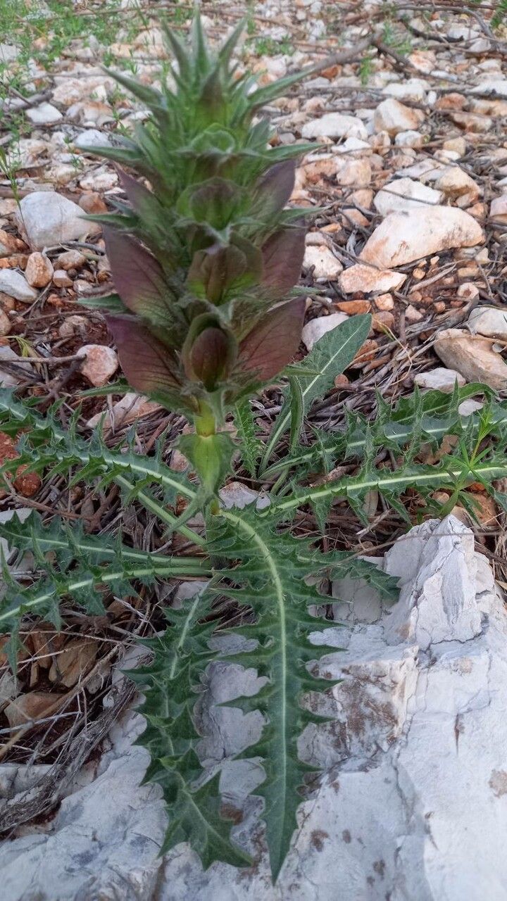 Acanthus hirsutus flower