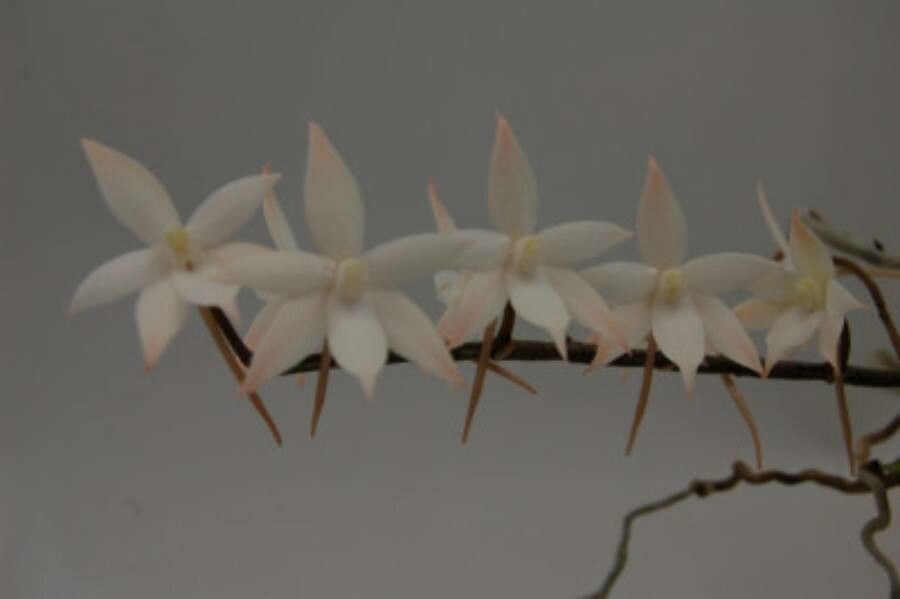 Aerangis biloba flower