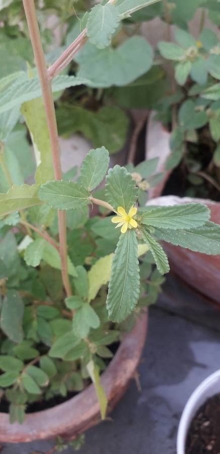 Corchorus tridens flower