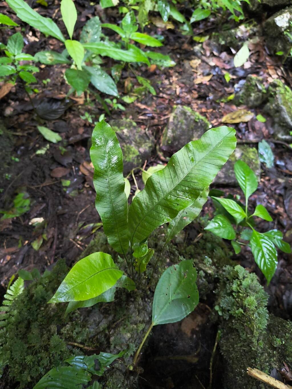 Campyloneurum repens leaf