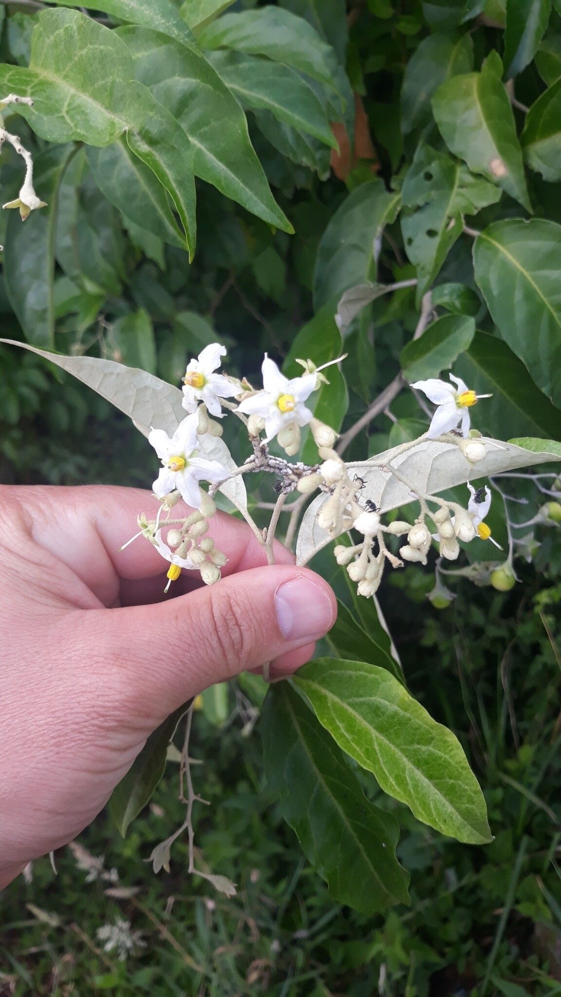 Solanum sanctae-catharinae flower