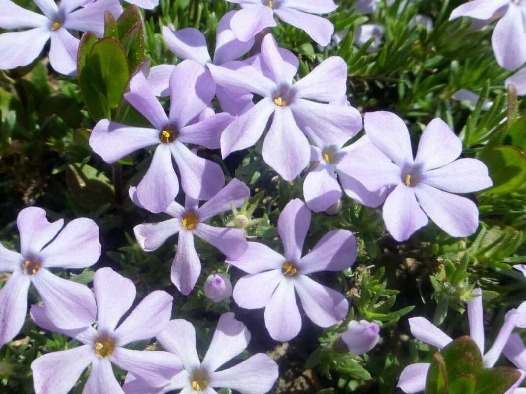 Phlox diffusa flower