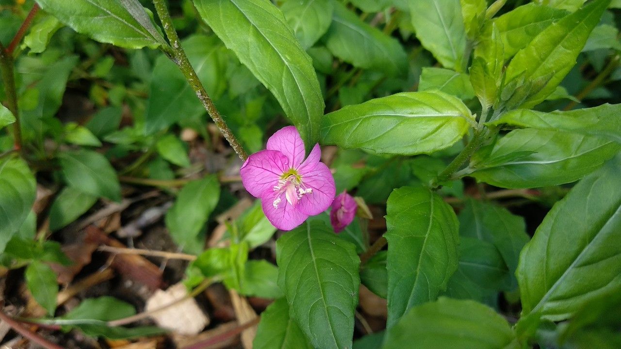 Oenothera × fallax flower