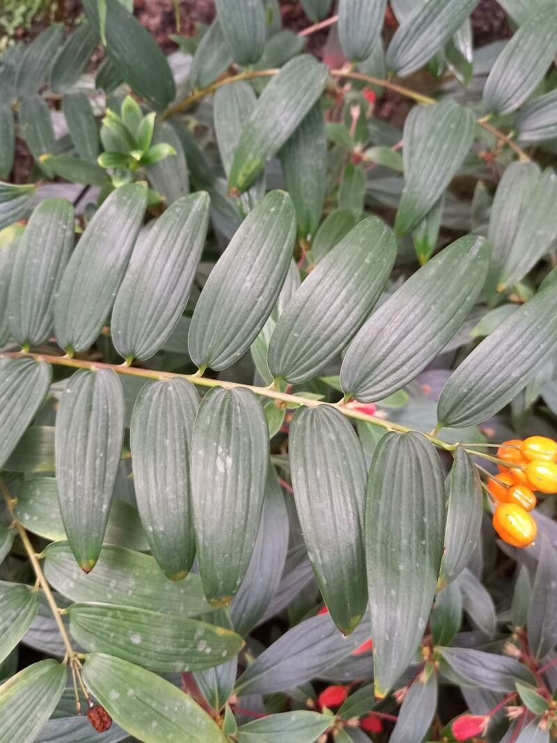 Bomarea distichifolia — search result for 'Bomarea'