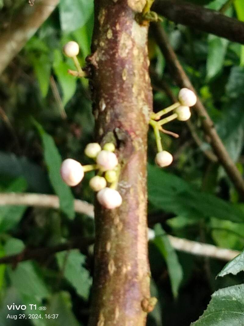 Saurauia roxburghii flower