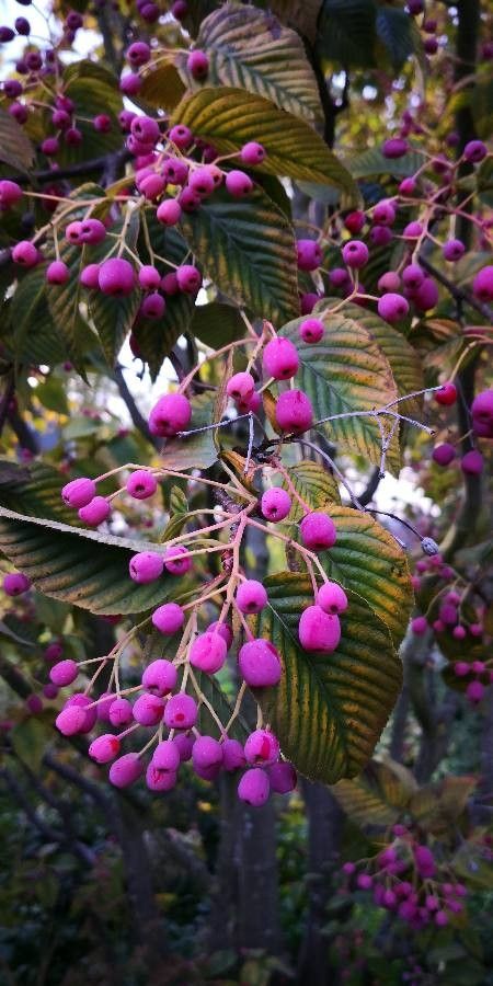 Sorbus alnifolia fruit