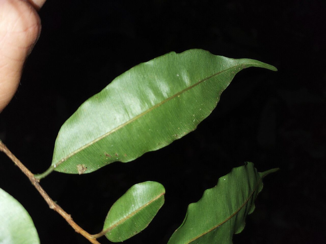 Micropholis venulosa — houseplant care guide