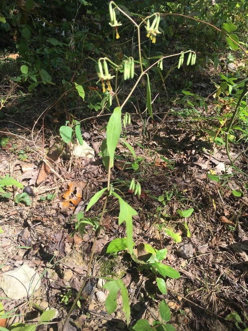 Nabalus altissimus habit