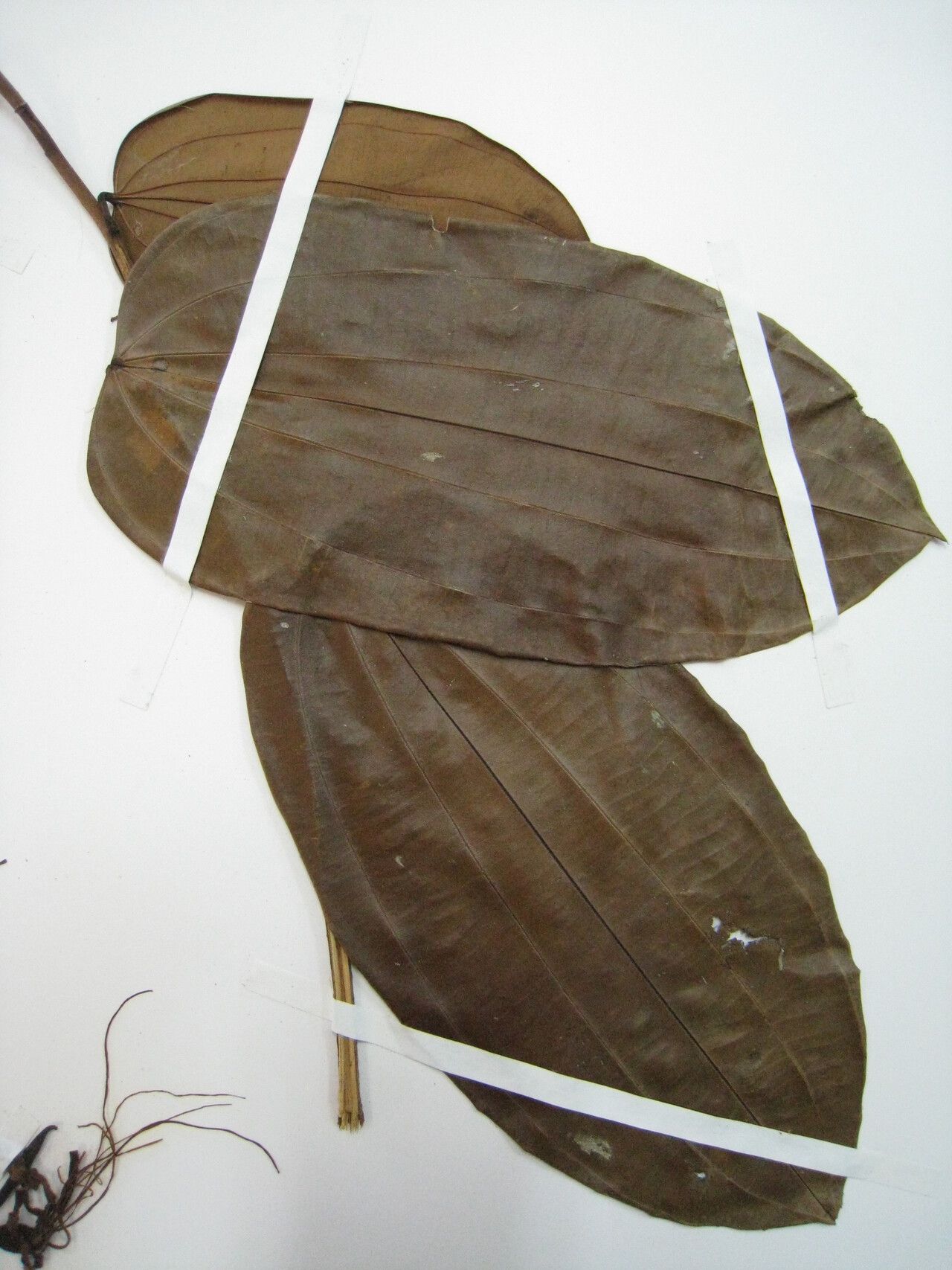 Bauhinia cinnamomea — houseplant care guide