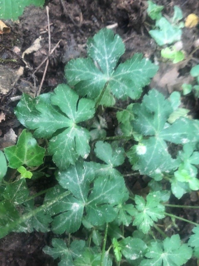 Sanicula europaea leaf