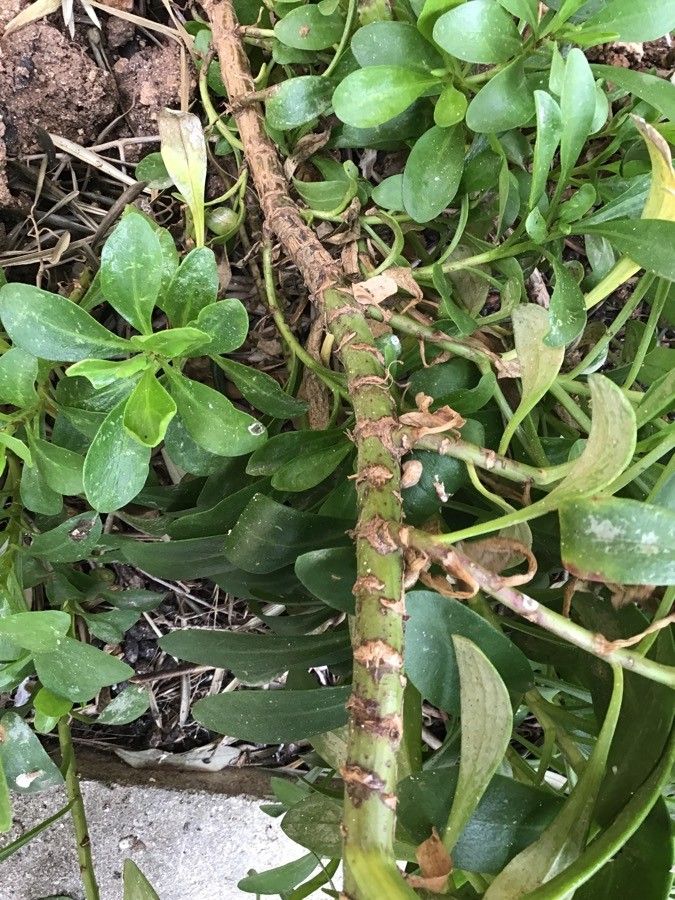 Cheirolophus crassifolius bark