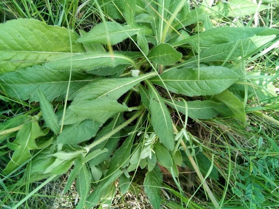 Knautia kitaibelii habit
