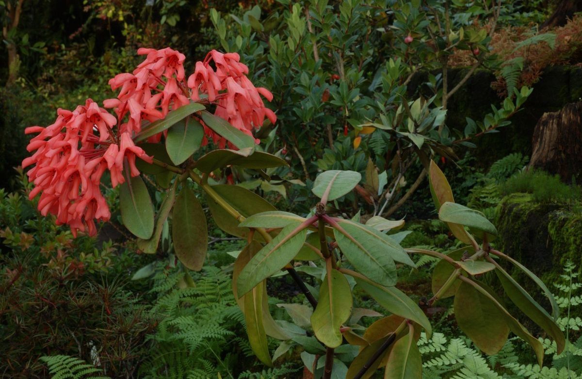 Rhododendron crassifolium habit