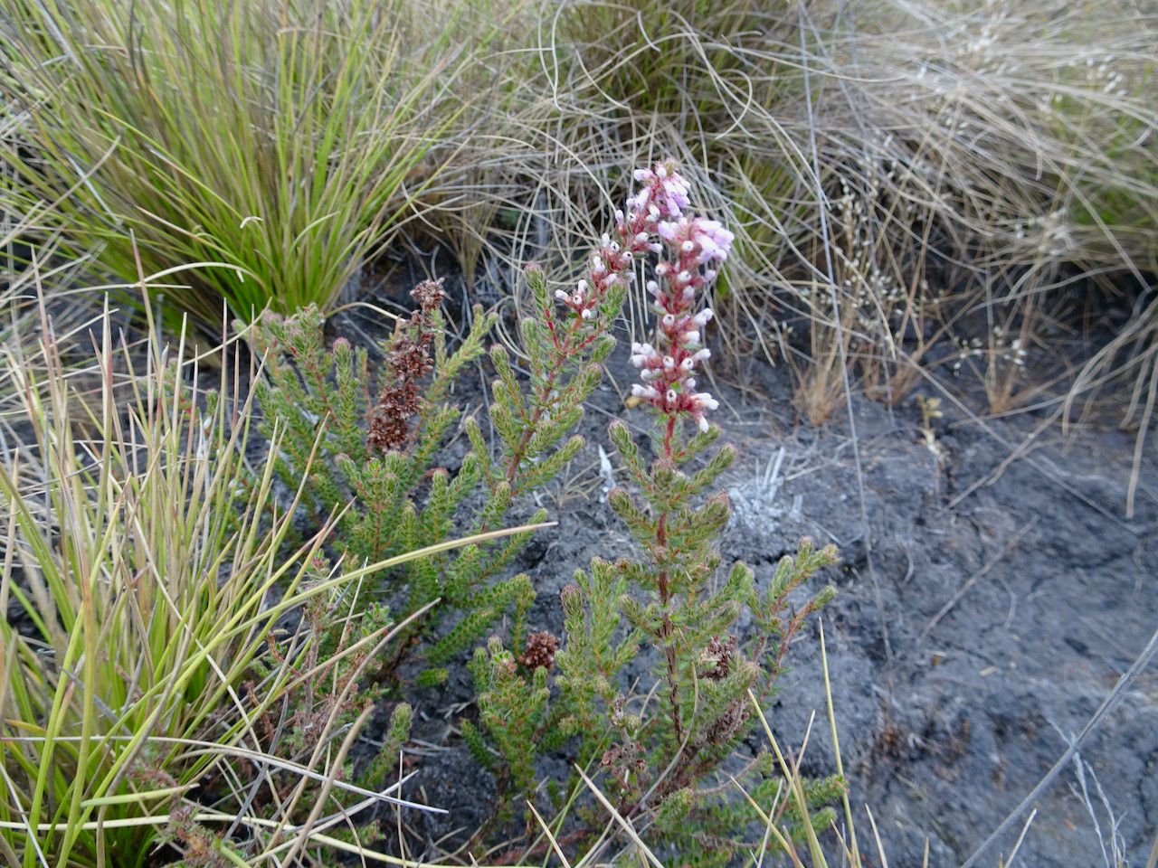 Erica silvatica habit