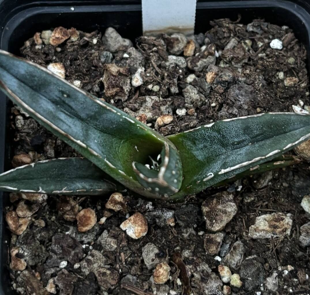 Agave pintilla leaf