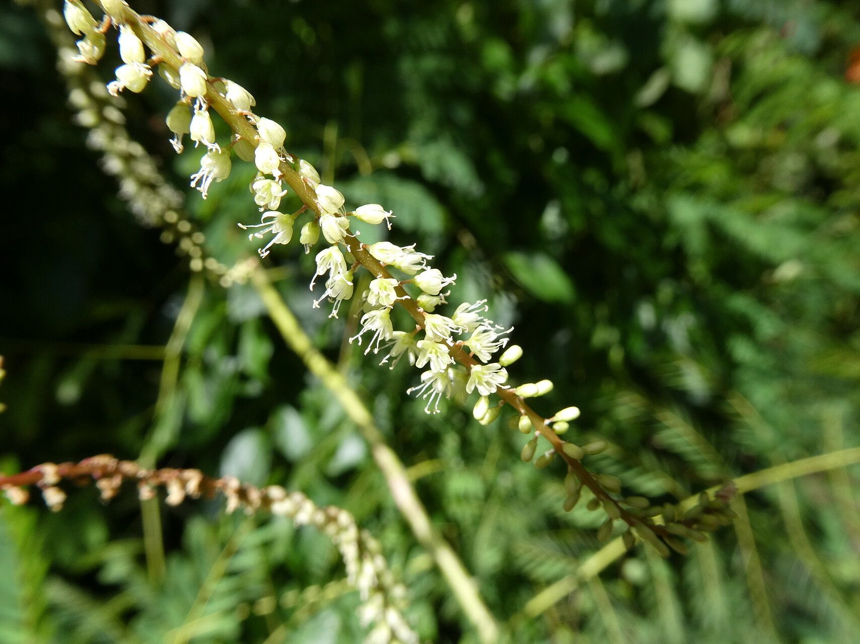 Anredera vesicaria flower