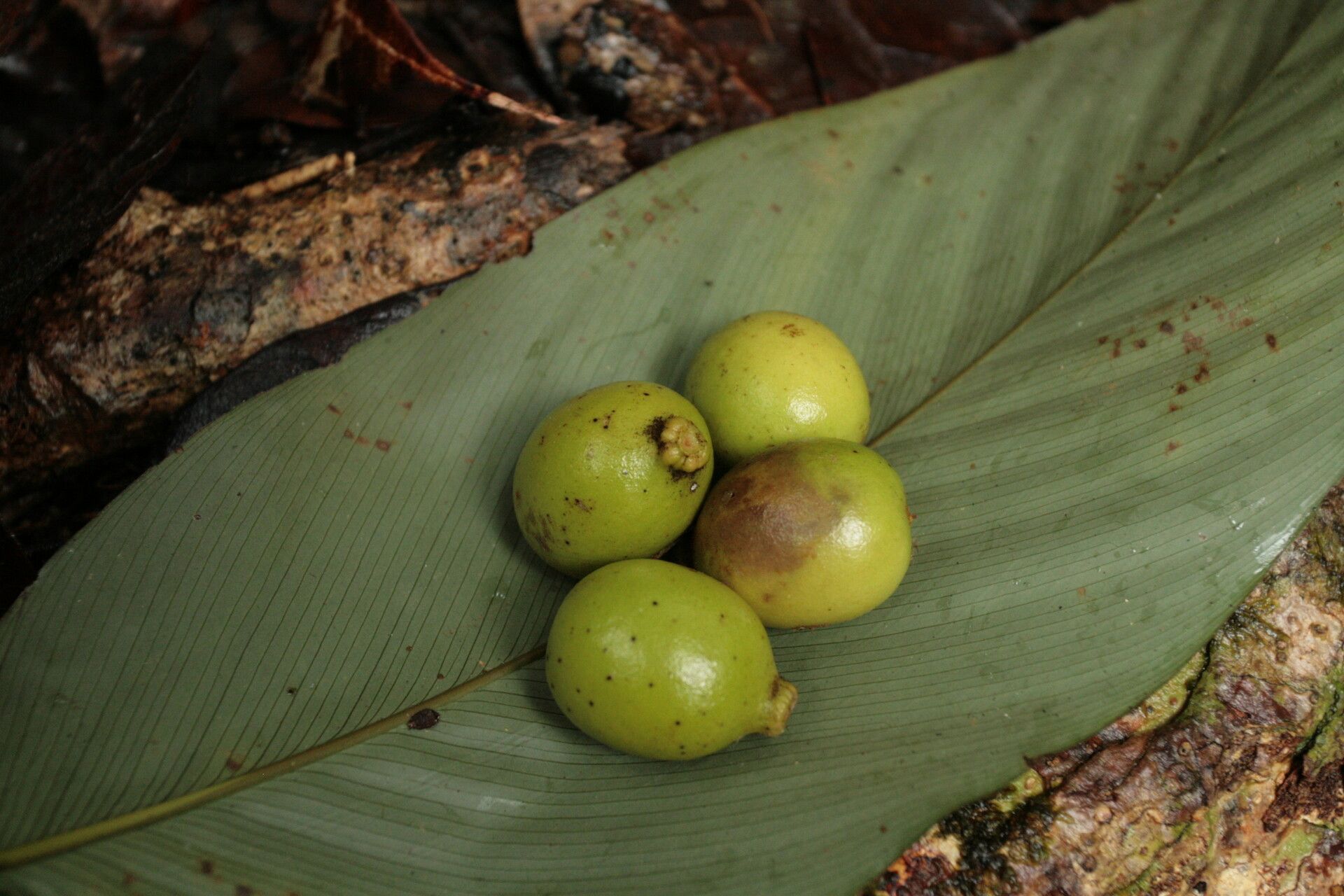 Pachylobus normandii fruit