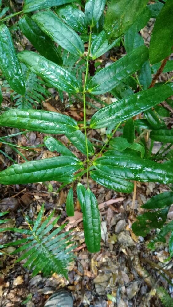 Ripogonum discolor — related species from the same genus