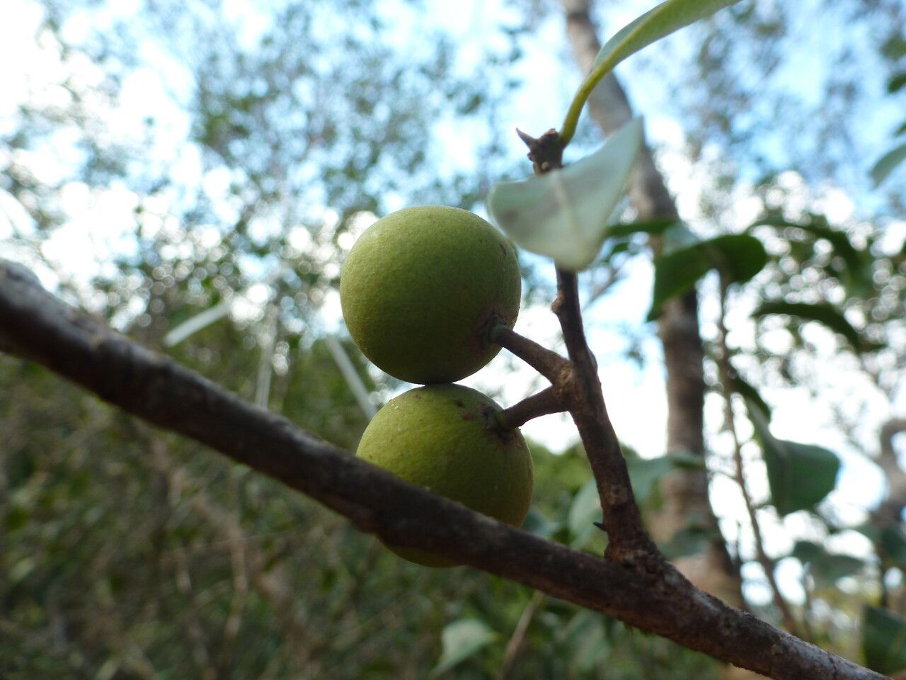 Pouteria eugeniifolia fruit