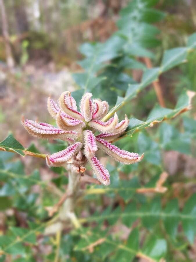 Banksia grandis leaf