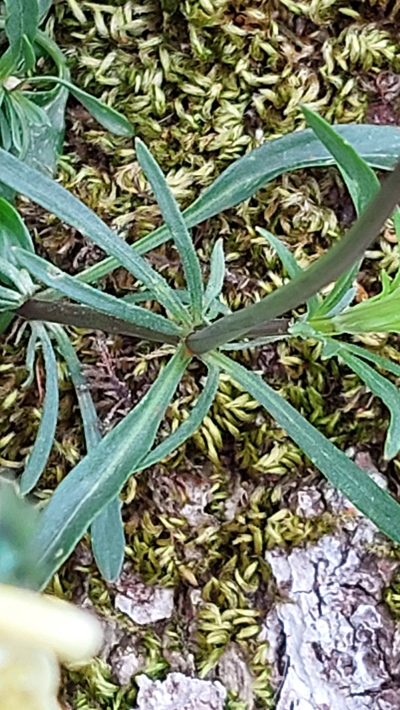 Viola merxmuelleri leaf