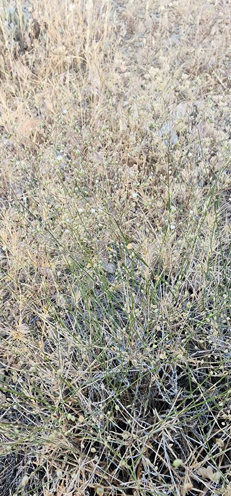 Bufonia macrocarpa habit