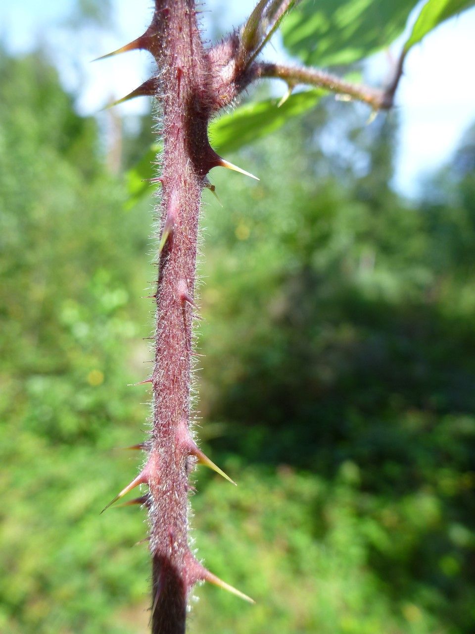 Rubus schnedleri bark