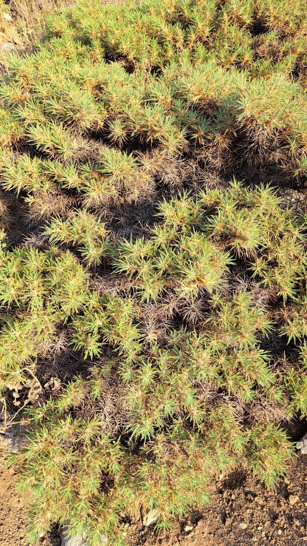 Astragalus lalesarensis — houseplant care guide