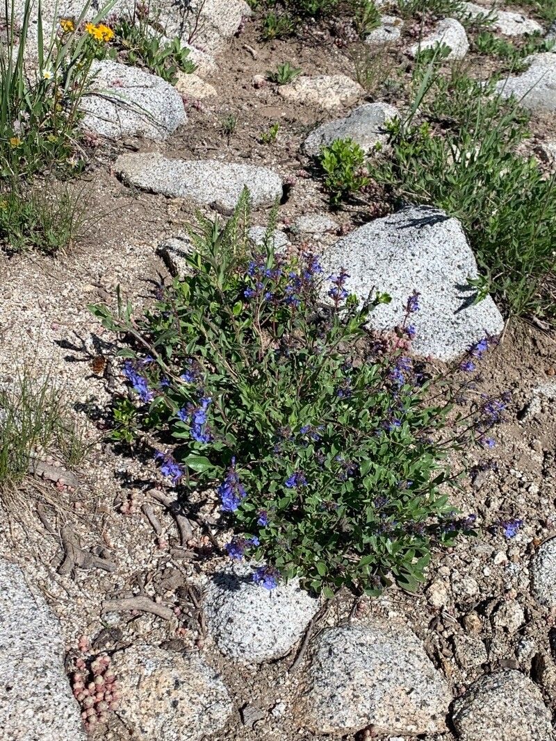 Penstemon humilis — search result for 'Penstemon'