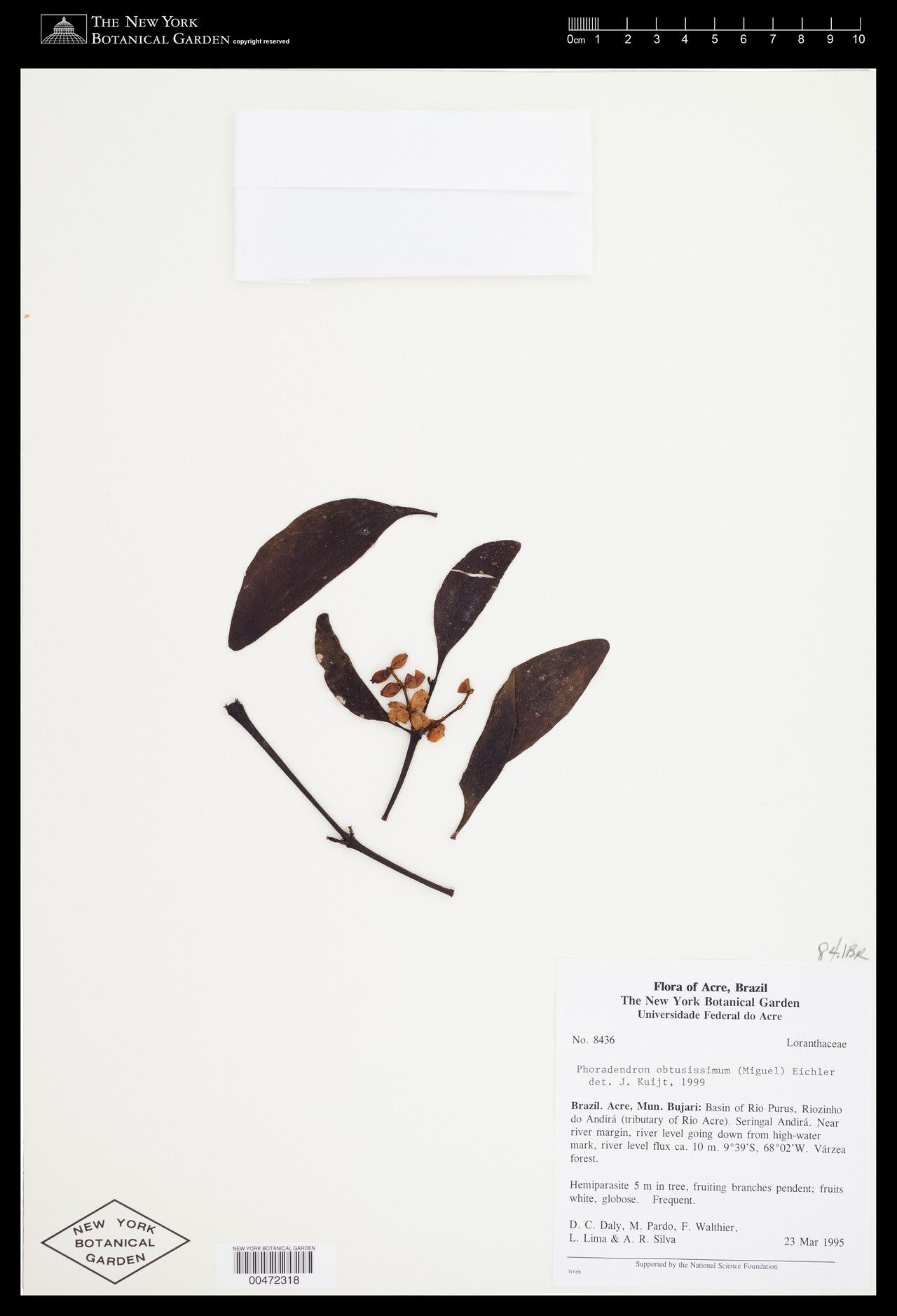 Phoradendron obtusissimum fruit