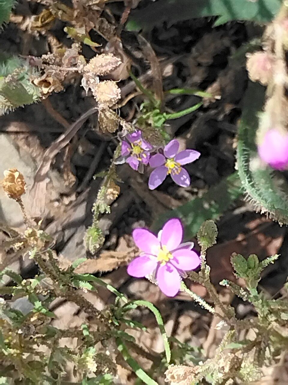 Spergularia rubra flower
