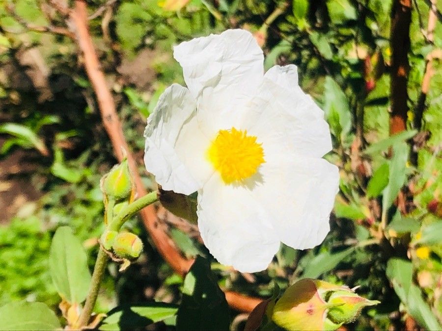 Cistus laurifolius flower