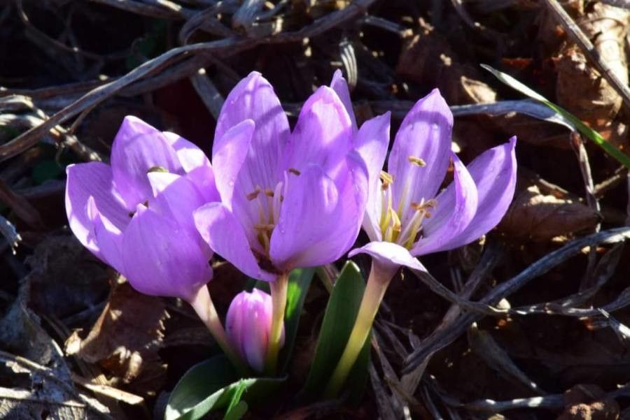 Colchicum doerfleri — search result for 'Colchicum'