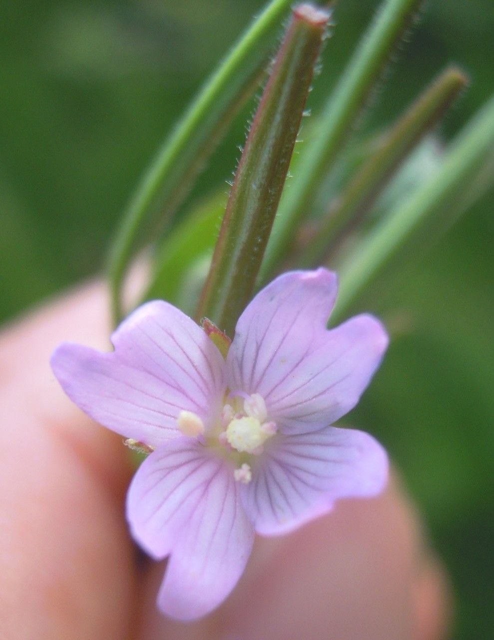 Epilobium × floridulum flower