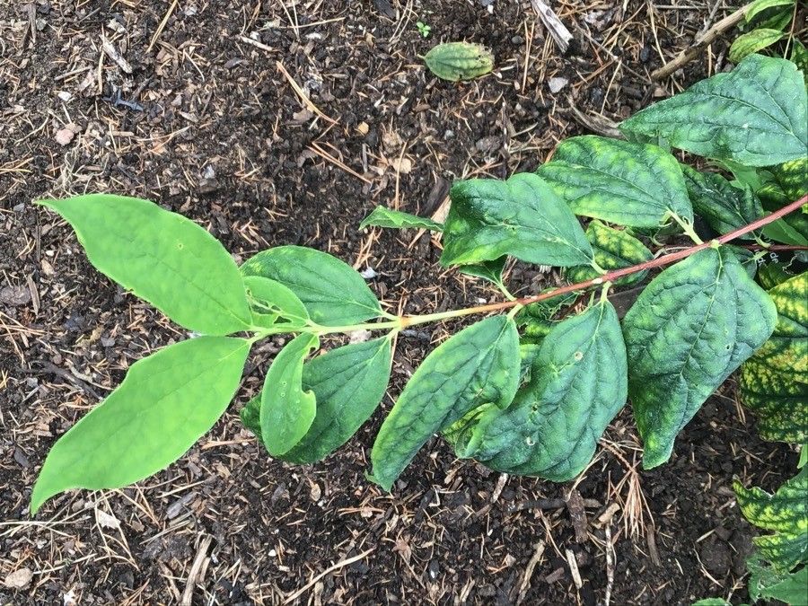Philadelphus inodorus — search result for 'Hydrangeaceae'