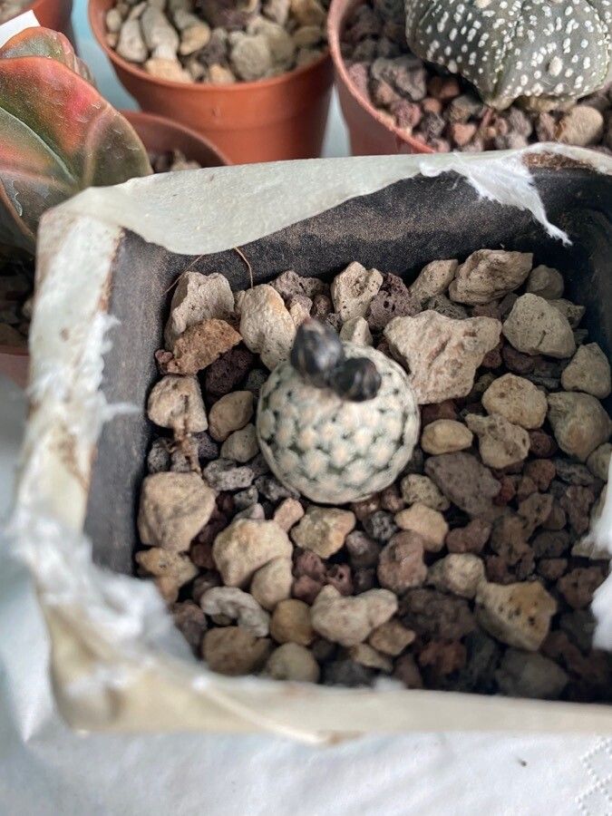 Turbinicarpus valdezianus leaf