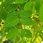 Apocynum androsaemifolium